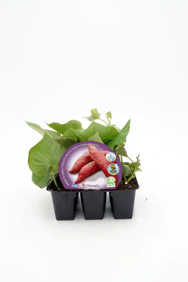 Cuidado de plantas de batata en maceta, cultivo de hortalizas ecológicas, huerto urbano en casa, huerto ecológico, semillas orgánicas para jardinería sostenible.