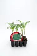 Broccoli en maceta, semillas y cultivo ecológico, planta de brócoli joven en envase de horticultura, agricultura orgánica, huerto urbano, desarrollo de vegetales saludable, huerto.bio.