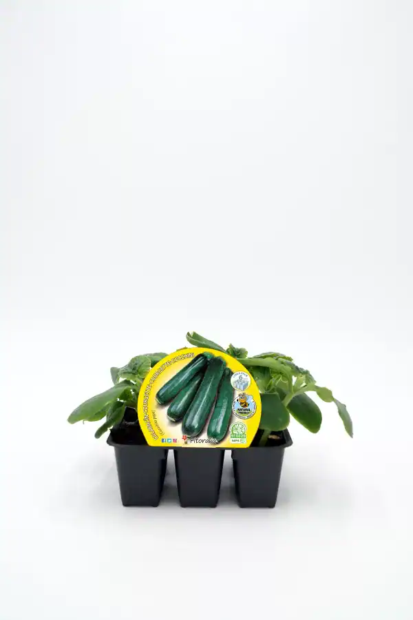 Zucchini en maceta, cultivo orgánico ecológico, vegetal saludable para huerto urbano, producción natural, semilla certificada, agricultura sostenible, huertos ecológicos, alimentación sana, fitoterapia, jardinería ecológica.