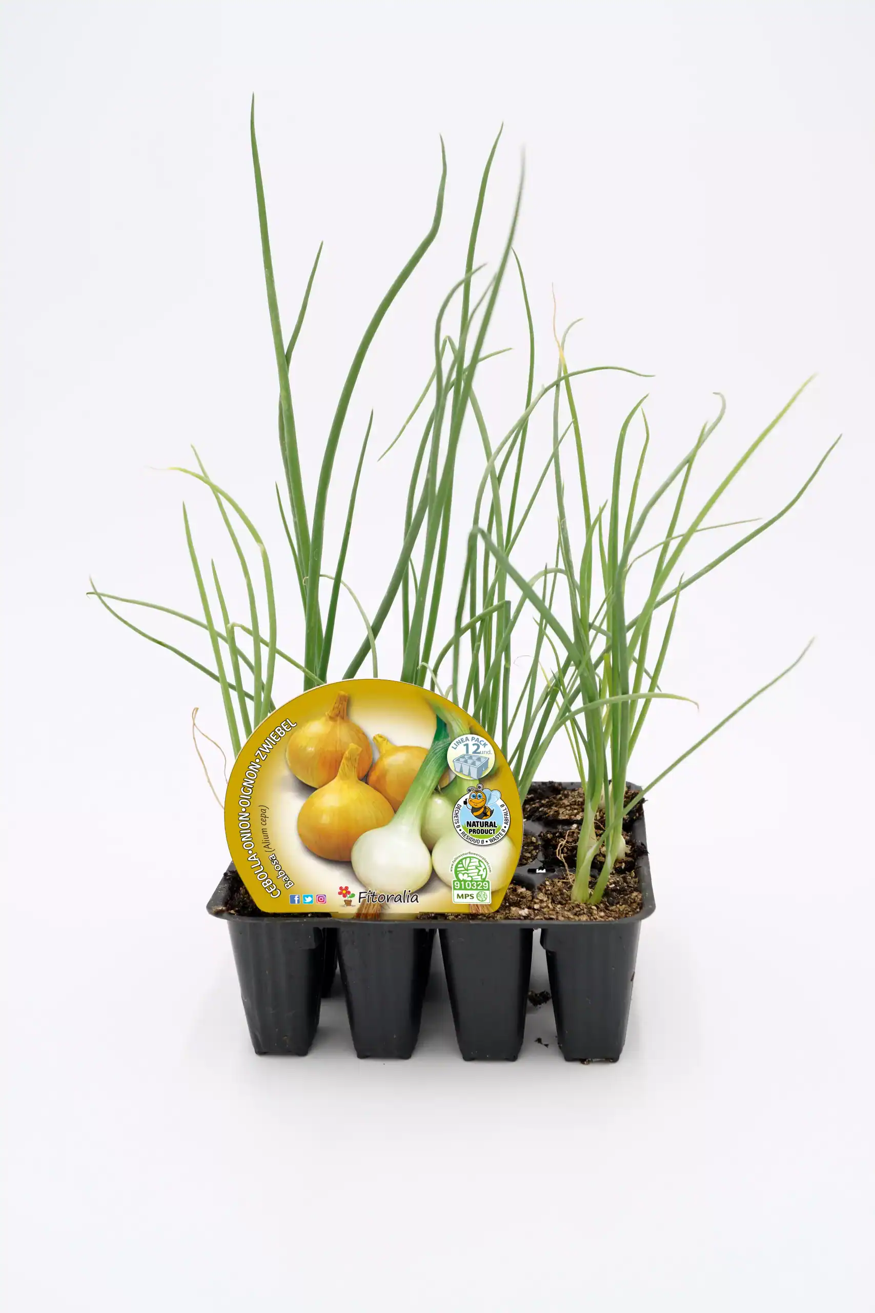 Cebollas verdes creciendo en un bandeja de planta de huerto orgánico, ideal para agricultura ecológica y cultivo en casa.