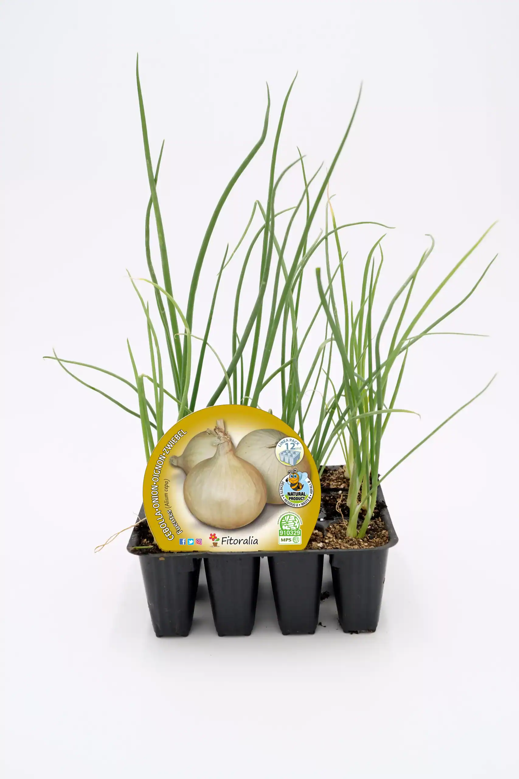 Cebollas en el huerto bio, cultivo de vegetales ecológicos para huerto urbano y casero.