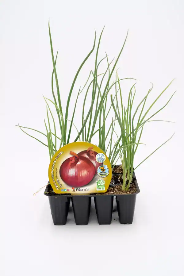 Cebolla en modo de crecimiento en maceta, ideal para huertos urbanos y cultivo ecológico, con etiquetas de semillas orgánicas y certificadas, perfecta para tus proyectos de agricultura sostenible.