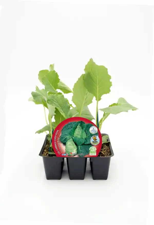 Cabedace de bok choy orgánico en semillero, cultivo saludable y ecológico para huertos urbanos y jardinería orgánica.
