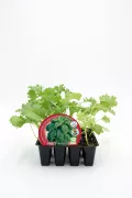 Verdolaga plantada en bandeja de vivero, cultivo ecológico de verduras frescas, ideal para huertos urbanos y ecológicos. Certificación natural y ecológica para una alimentación saludable y sostenible.