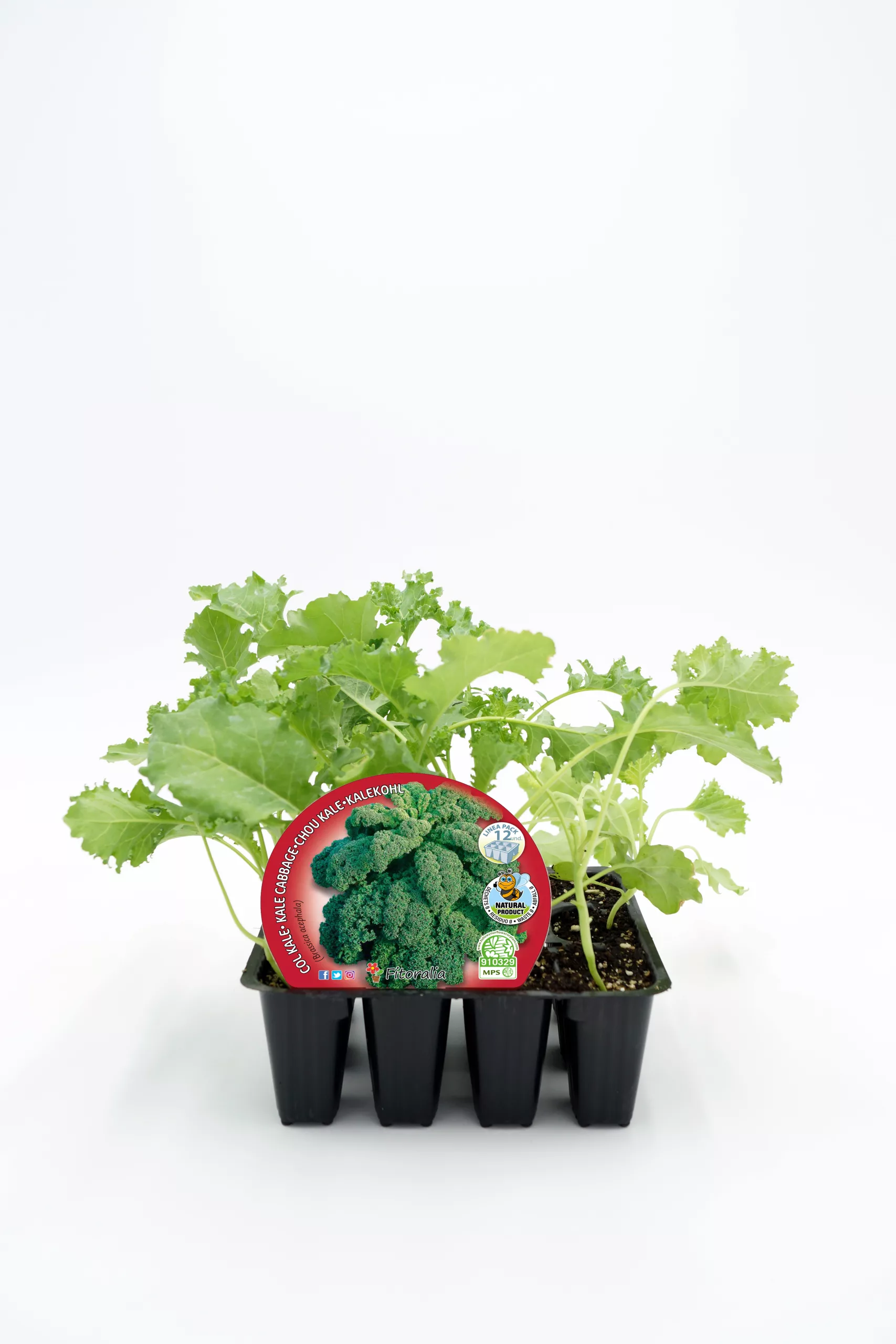 Verdolaga plantada en bandeja de vivero, cultivo ecológico de verduras frescas, ideal para huertos urbanos y ecológicos. Certificación natural y ecológica para una alimentación saludable y sostenible.