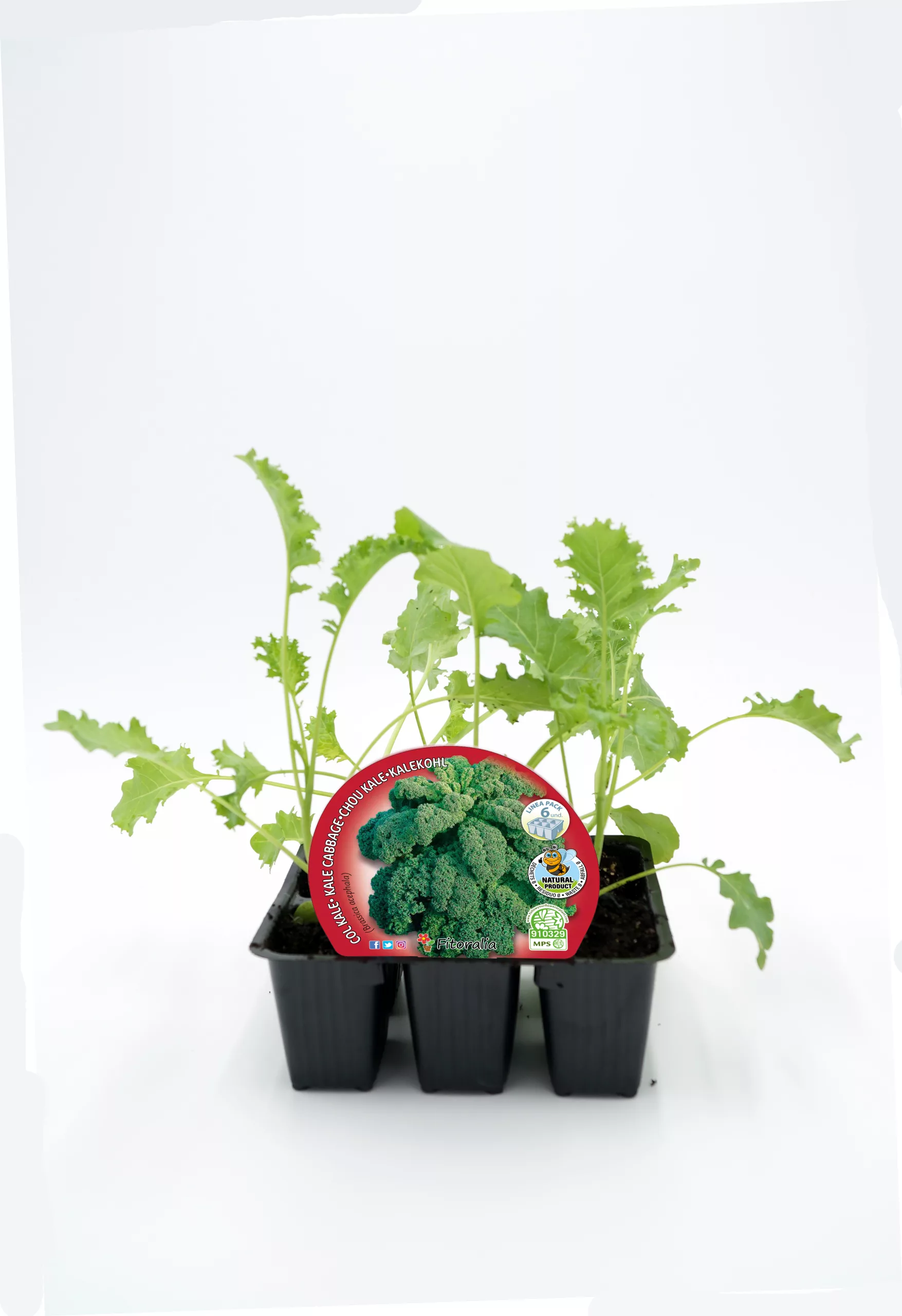 Broccoli ecológico en maceta, cultivo sustentable, producto orgánico de huerto.bio, verduras eco-friendly, plantas de agricultura orgánica para huertos urbanos y caseros.