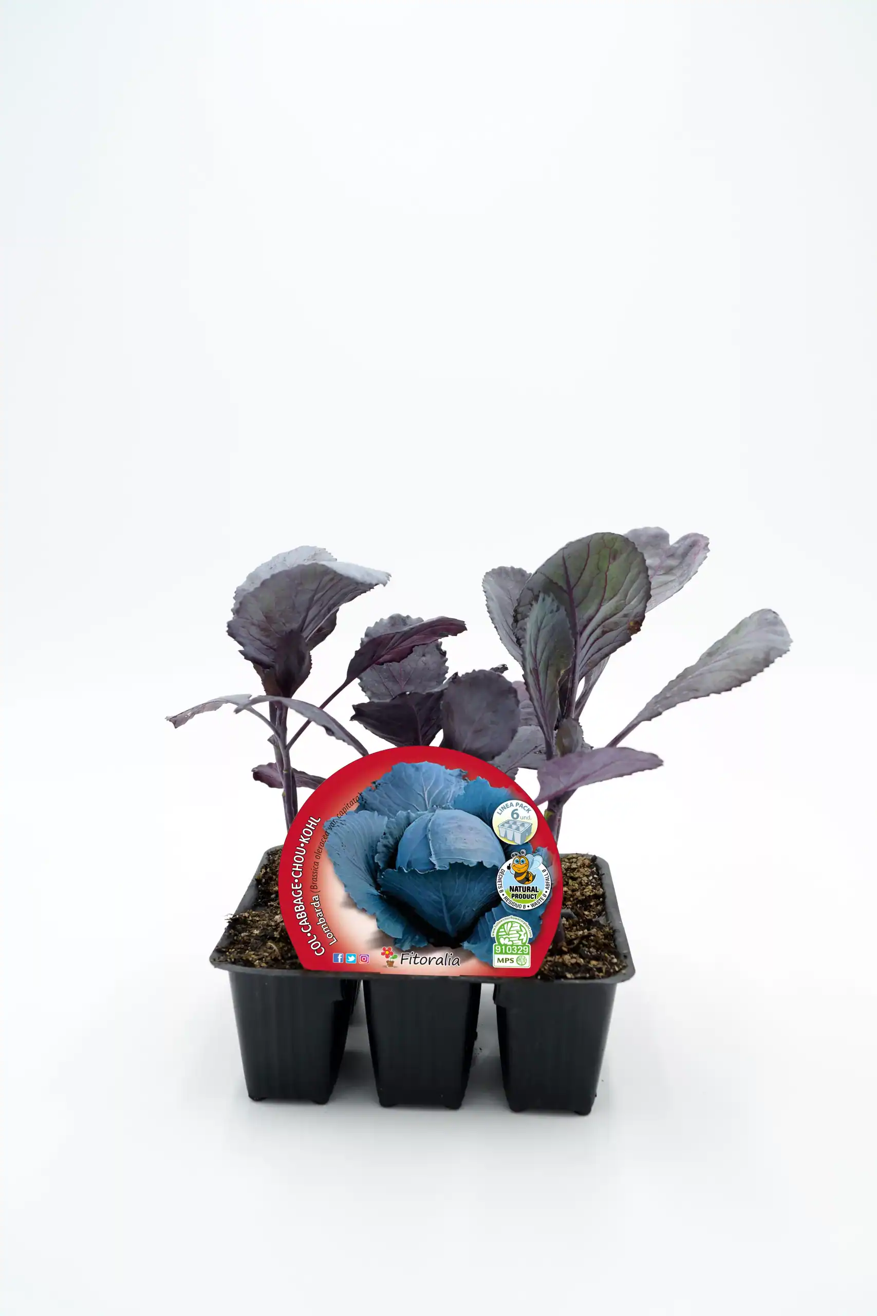Verdejo de col morada en maceta, cultivo ecológico y orgánico, agricultura sostenible, huerto bio, semillas de calidad, plantación saludable, huertos urbanos, hortalizas bio, alimentación saludable.