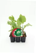 Cilantro en bandeja de cultivo ecológico, perfecto para huertos urbanos y agricultura sostenible. Vegetales orgánicos de alta calidad, ideales para cocinar saludable y cultivo ecológico.