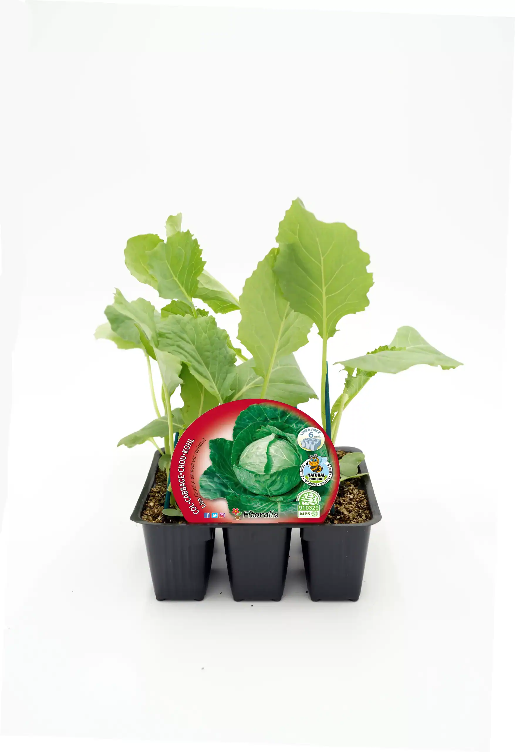 Cilantro en bandeja de cultivo ecológico, perfecto para huertos urbanos y agricultura sostenible. Vegetales orgánicos de alta calidad, ideales para cocinar saludable y cultivo ecológico.
