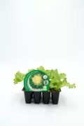 Escarola ecológica en maceta, cultivo biológico, hortaliza saludable, perfecta para ensaladas y dietas sostenibles. Cultivo orgánico en casa, huerto ecológico, hortalizas frescas y naturales.
