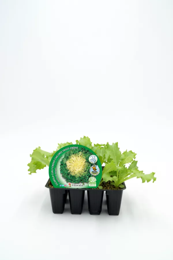Escarola ecológica en maceta, cultivo biológico, hortaliza saludable, perfecta para ensaladas y dietas sostenibles. Cultivo orgánico en casa, huerto ecológico, hortalizas frescas y naturales.