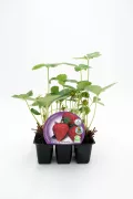 Plántula de fresas cultivadas de forma ecológica en envase de semillero, lista para trasplantar y disfrutar de fresas orgánicas, ideales para huertos urbanos y jardinería sostenible.