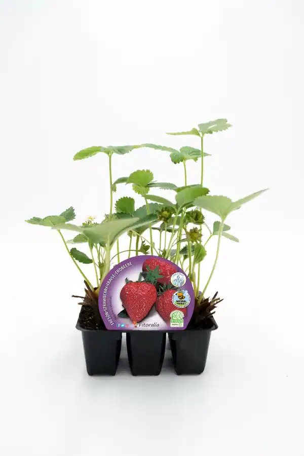 Plántula de fresas cultivadas de forma ecológica en envase de semillero, lista para trasplantar y disfrutar de fresas orgánicas, ideales para huertos urbanos y jardinería sostenible.