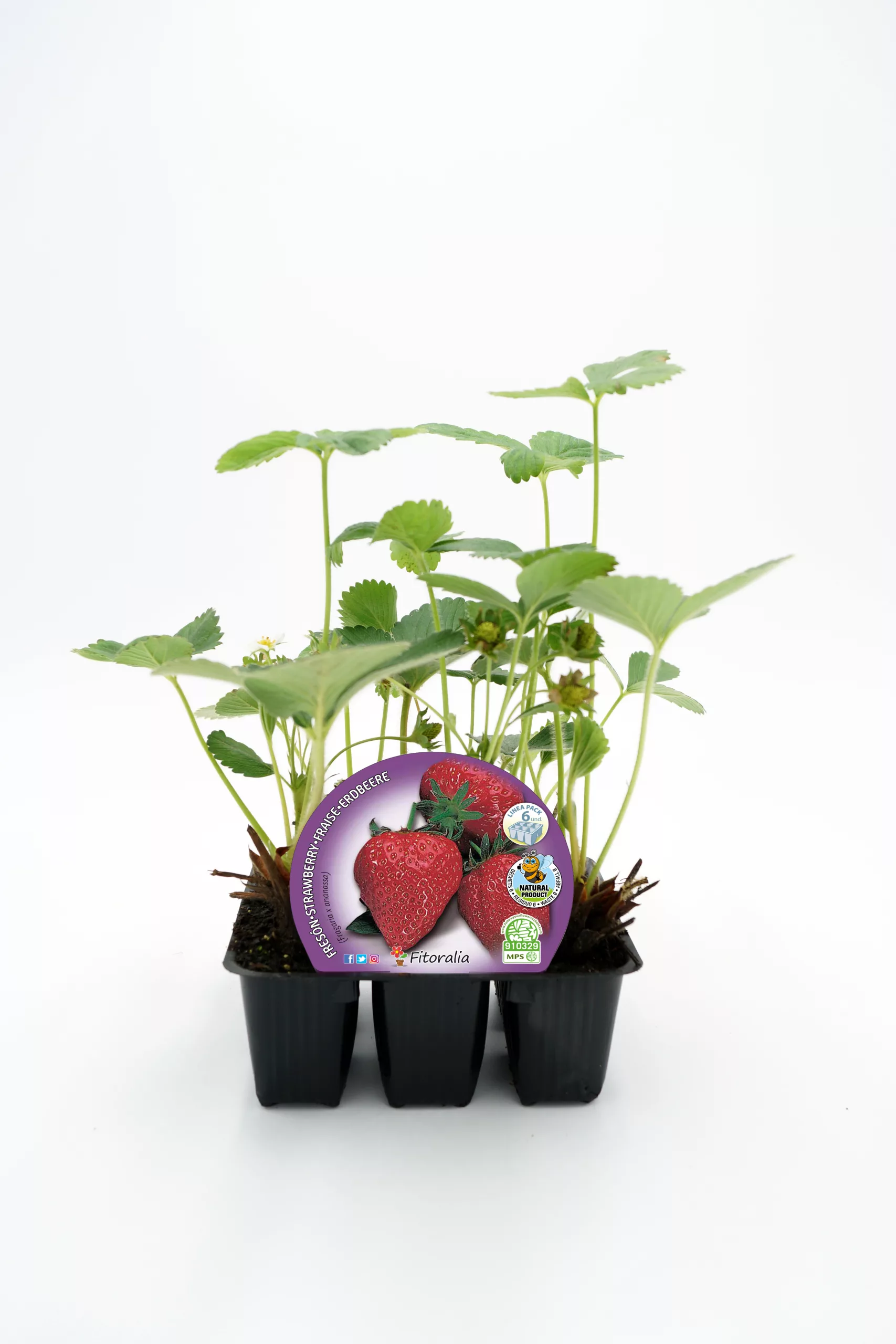 Plántula de fresas cultivadas de forma ecológica en envase de semillero, lista para trasplantar y disfrutar de fresas orgánicas, ideales para huertos urbanos y jardinería sostenible.