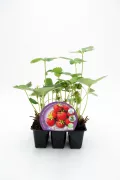 Fresa silvestre en maceta, cultivo ecológico y orgánico, ideal para huertos caseros y jardines sostenibles.