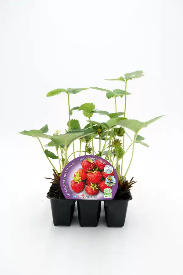 Fresa silvestre en maceta, cultivo ecológico y orgánico, ideal para huertos caseros y jardines sostenibles.