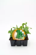 Verduras orgánicas, guisante petit pois en maceta, cultivo ecológico para huerto urbano, semillas de vegetales naturales, huerto biodinámico en casa, agricultura sostenible.