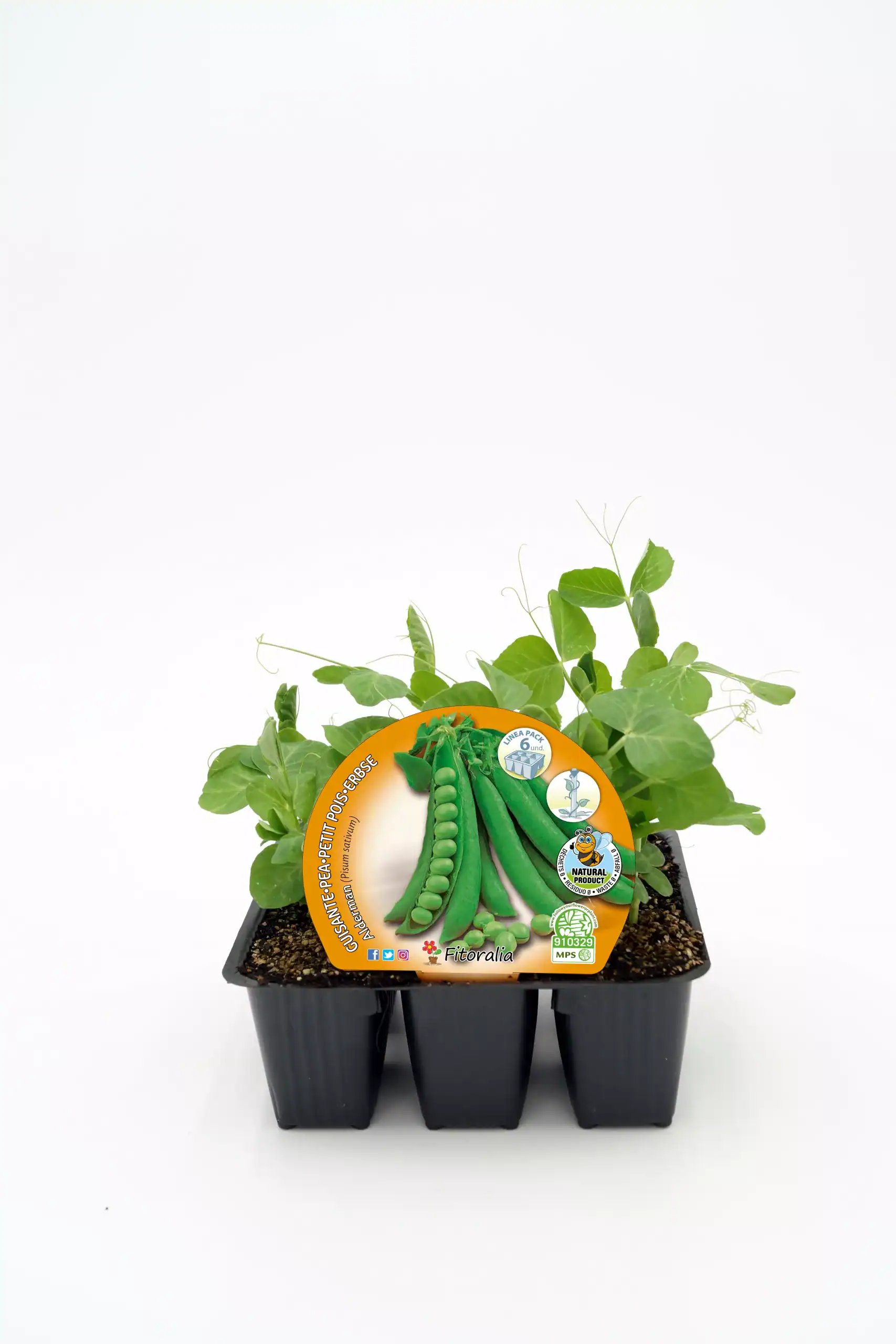 Verduras orgánicas, guisante petit pois en maceta, cultivo ecológico para huerto urbano, semillas de vegetales naturales, huerto biodinámico en casa, agricultura sostenible.