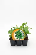 Jugueras orgánicas de guisante en maceta, cultivo ecológico, semillas para huerto urbano, plantas de vegetal sostenible, semillas de guisante, cultivo saludable, agricultura ecológica, semillas orgánicas.