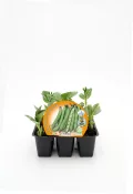 Variedad de judías verdes ecológicas en bandeja de inicio para cultivo en huerto orgánico, con etiquetas de certificación natural y semillas de calidad, ideal para agricultura sostenible y jardinería ecológica.