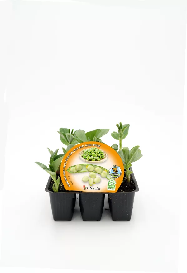 Suelo de calidad con plantas de judías verdes orgánicas en maceta para huerto casero ecológico. Cultiva tus propias verduras saludables en casa con semillas certificadas y sostenibles.