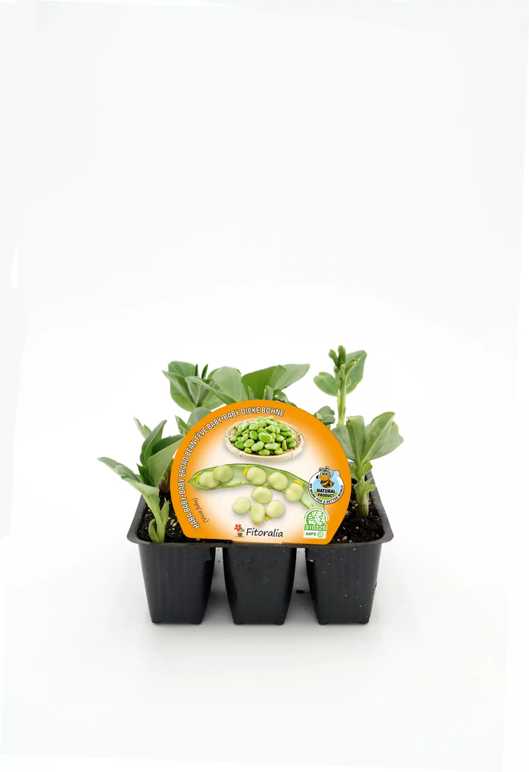 Suelo de calidad con plantas de judías verdes orgánicas en maceta para huerto casero ecológico. Cultiva tus propias verduras saludables en casa con semillas certificadas y sostenibles.