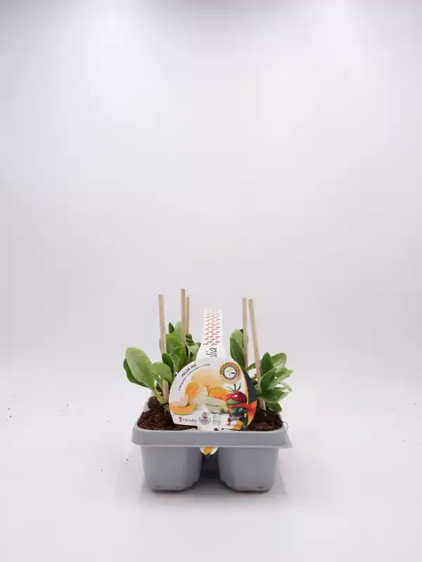 Verde eneldo en maceta con etiquetas de semillas, cultivado en interior, agricultura ecológica, cultivo orgánico, huerto urbano.