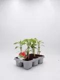 Juísantes plantas de pimientos ecológicos en bandeja de cultivo, ideales para huerto sostenible y agricultura orgánica, cultivo de hortalizas saludables y naturales.