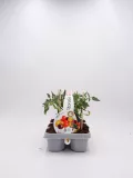 Tomatera en maceta ecológica, cultivo de tomate cherry en huerto urbano, agricultura sostenible y orgánica, semillas de calidad para huertos caseros, cultivo saludable y natural.