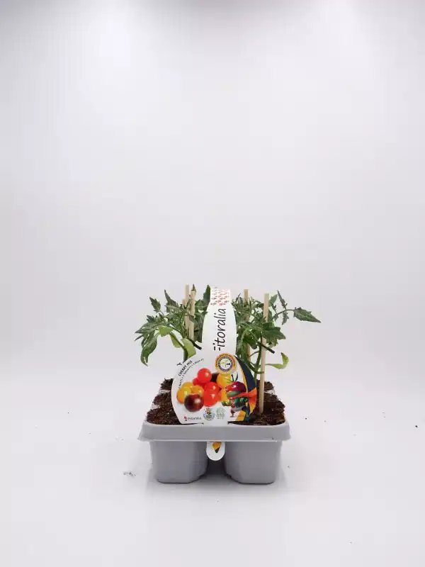 Tomatera en maceta ecológica, cultivo de tomate cherry en huerto urbano, agricultura sostenible y orgánica, semillas de calidad para huertos caseros, cultivo saludable y natural.