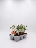 Jardinería ecológica con maceta de tomates cherry en crecimiento, cultivo sostenible y orgánico, huerto urbano saludable, semillas de calidad, agricultura natural, productos frescos y ecológicos.