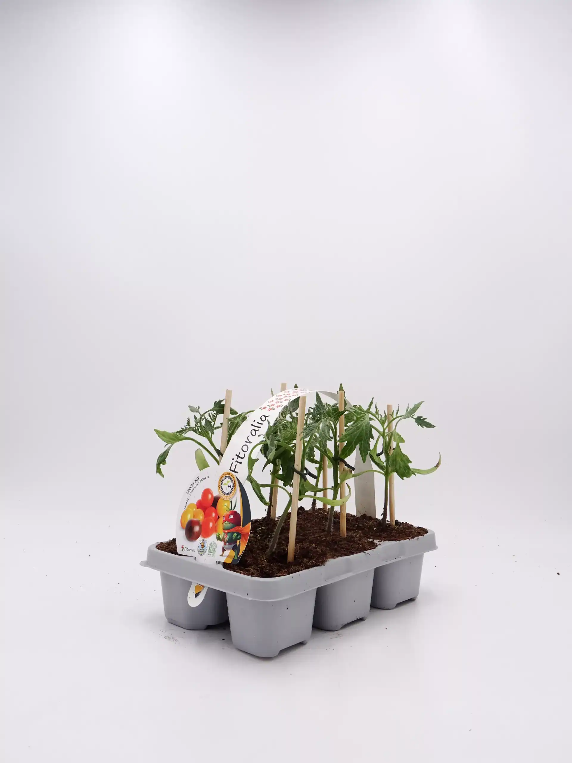 Jardinería ecológica con maceta de tomates cherry en crecimiento, cultivo sostenible y orgánico, huerto urbano saludable, semillas de calidad, agricultura natural, productos frescos y ecológicos.