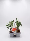 Tomate: imagen 106