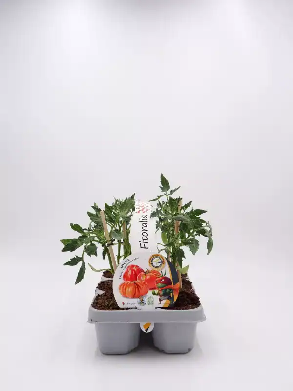 Tomate: imagen 106