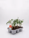 Tomates en plantón en maceta de huerto ecológico, cultivo orgánico, plantación de tomates cherry, jardinería sostenible, huerto urbano, desarrollo de huerto ecológico.