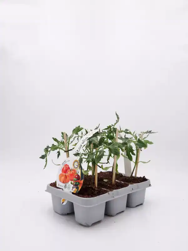 Tomates en plantón en maceta de huerto ecológico, cultivo orgánico, plantación de tomates cherry, jardinería sostenible, huerto urbano, desarrollo de huerto ecológico.
