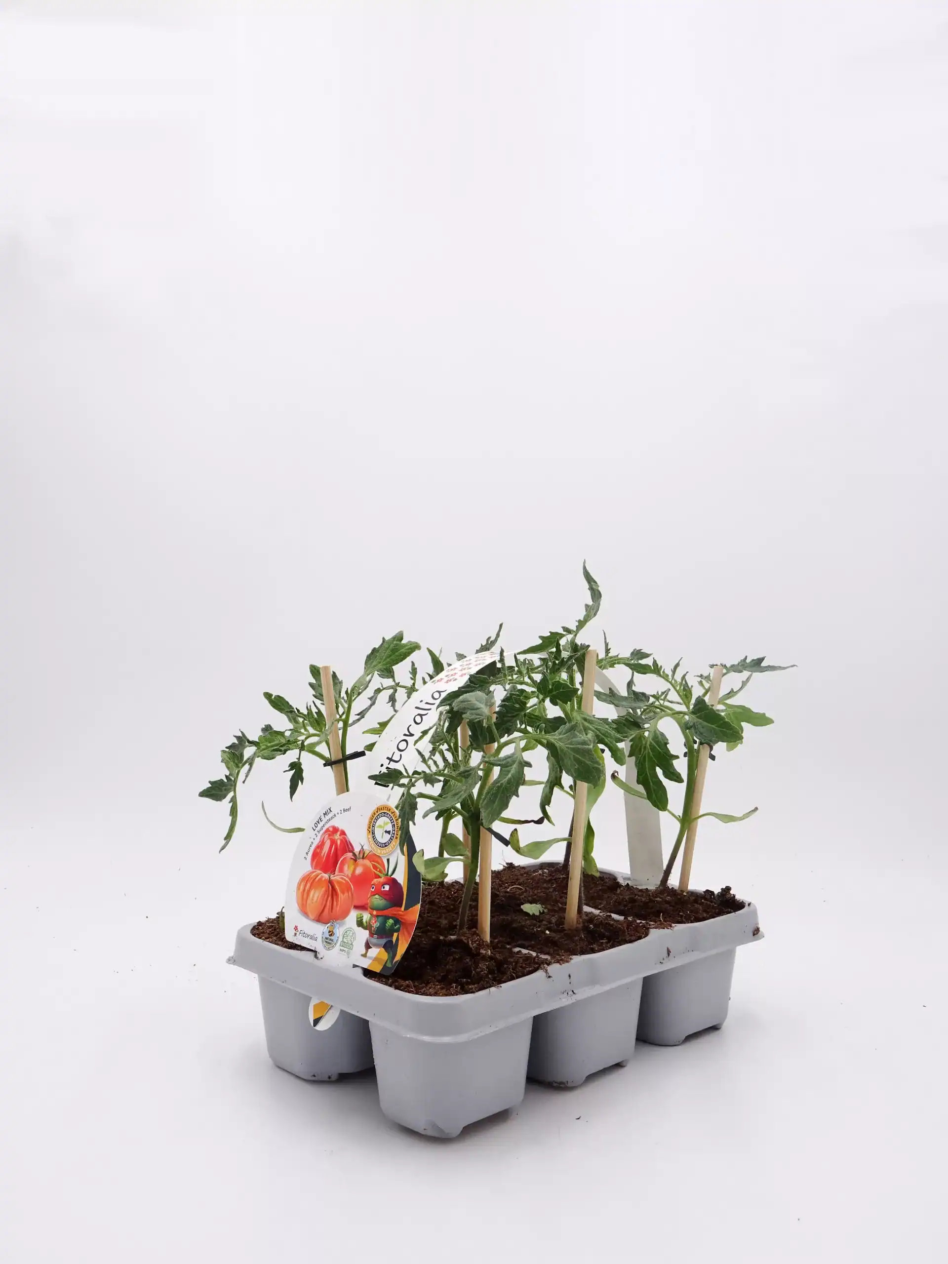 Tomates en plantón en maceta de huerto ecológico, cultivo orgánico, plantación de tomates cherry, jardinería sostenible, huerto urbano, desarrollo de huerto ecológico.