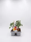 Cuidado de tomates en maceta ecológica, cultivo orgánico en huerto bio, envase con semillas certificadas, agricultura sostenible y huerto urbano saludable, ideal para consumo saludable y ecofriendly.