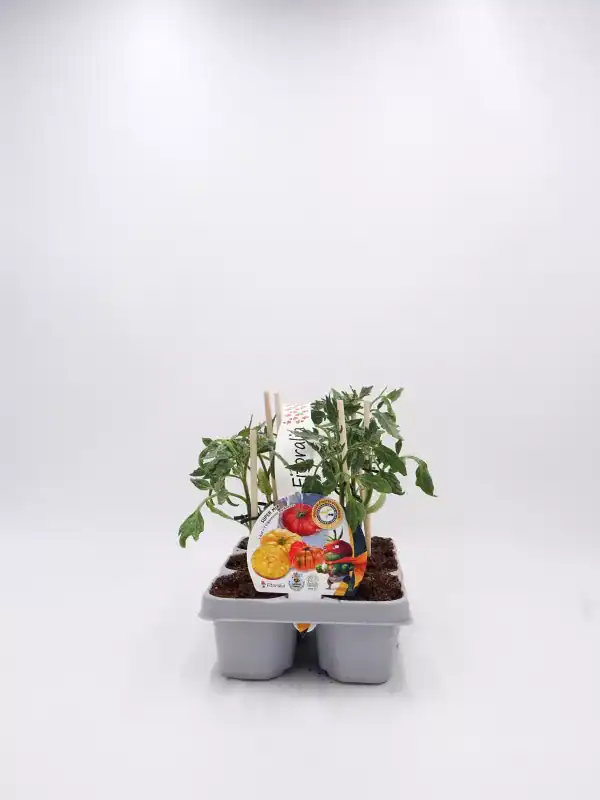 Cuidado de tomates en maceta ecológica, cultivo orgánico en huerto bio, envase con semillas certificadas, agricultura sostenible y huerto urbano saludable, ideal para consumo saludable y ecofriendly.