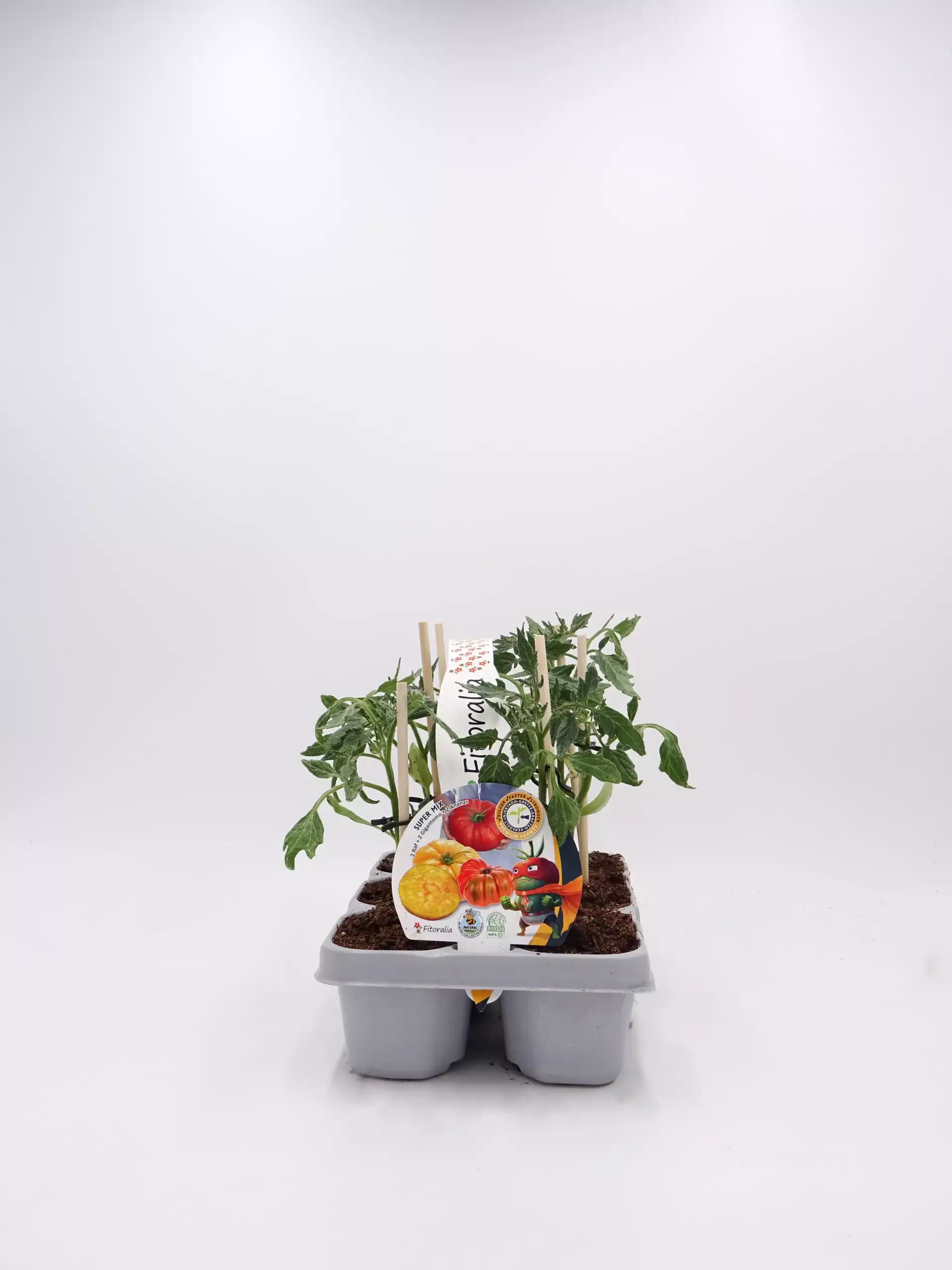 Cuidado de tomates en maceta ecológica, cultivo orgánico en huerto bio, envase con semillas certificadas, agricultura sostenible y huerto urbano saludable, ideal para consumo saludable y ecofriendly.
