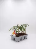 Tomates en maceta con soporte, cultivo ecológico, huerto orgánico, plantas frescas, ideal para jardines urbanos, agricultura sostenible, huerto urbano, semilleros ecológicos, calidad bio.
