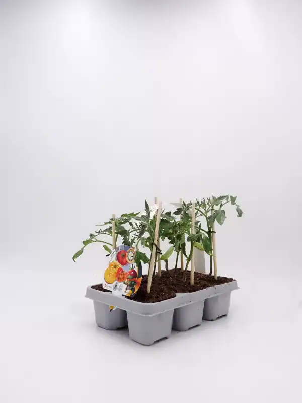 Tomates en maceta con soporte, cultivo ecológico, huerto orgánico, plantas frescas, ideal para jardines urbanos, agricultura sostenible, huerto urbano, semilleros ecológicos, calidad bio.