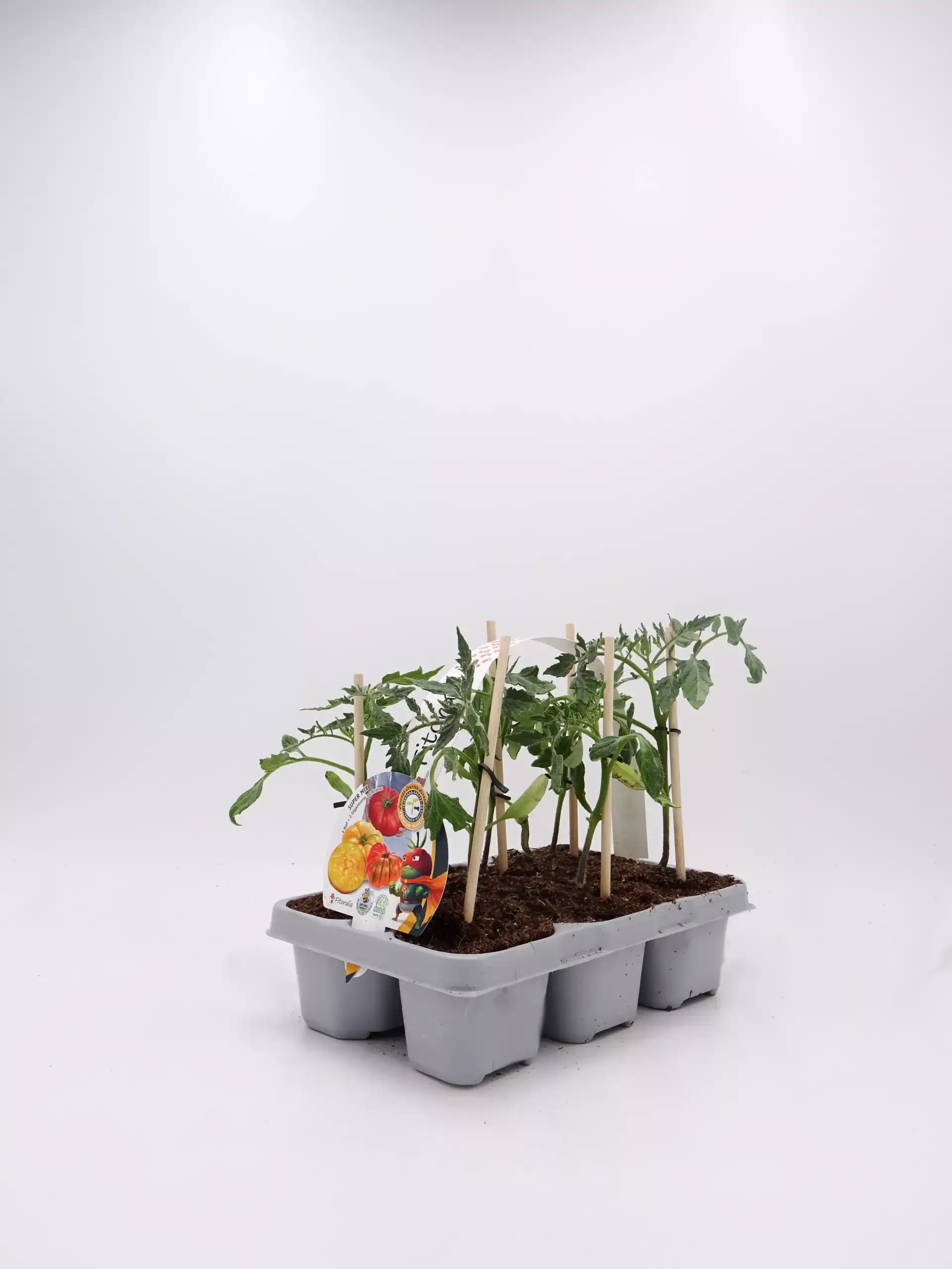 Tomates en maceta con soporte, cultivo ecológico, huerto orgánico, plantas frescas, ideal para jardines urbanos, agricultura sostenible, huerto urbano, semilleros ecológicos, calidad bio.