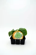 Judía verde en bandeja de plantas jóvenes cultivadas en huerto ecológico, ideal para huertos urbanos y cultivo sostenible.