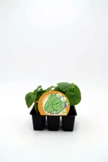 Judía verde en bandeja de plantas jóvenes cultivadas en huerto ecológico, ideal para huertos urbanos y cultivo sostenible.