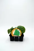 Verduras ecológicas, judías verdes en bandeja de plántulas, cultivo orgánico y sostenible, semillas de calidad para huertos caseros, agricultura biodinámica y ecológica.