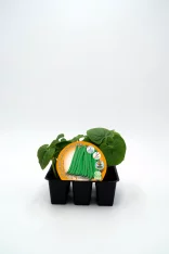 Verduras ecológicas, judías verdes en bandeja de plántulas, cultivo orgánico y sostenible, semillas de calidad para huertos caseros, agricultura biodinámica y ecológica.