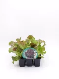 Verdura ecológica: lechuga roble roja en bandeja de plástico, cultivo orgánico, agricultura sostenible, alimentos saludables y frescos, huerto bio.