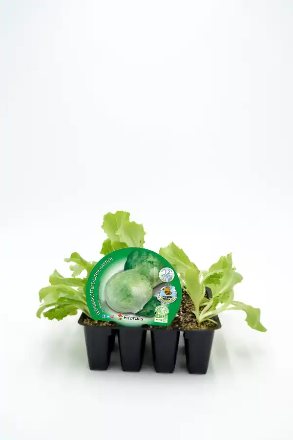 Lettuce seedlings in a black nursery tray, sustainable organic farming, fresh green leafy vegetables for home garden, healthy eating, eco-friendly cultivation.
