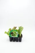 Verde, lechuga ecológica en maceta, cultivo orgánico, huerto biodinámico, agricultura sostenible, producto natural, huerto.bio, frescura y calidad, plantas sanas para consumo saludable, horticultura ecológica, semillas ecológicas.